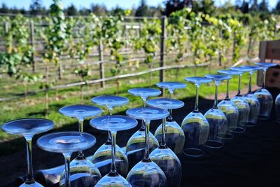 Close-up of row of wine glasses 