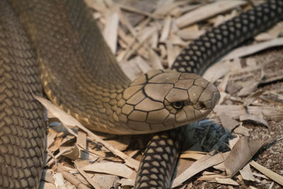 Close-up of lizard on field