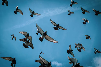 Low angle view of birds flying against blue sky