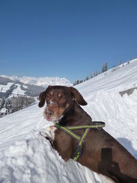 Portrait of dog snowcapped mountain