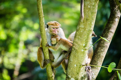 Monkey sitting on tree trunk