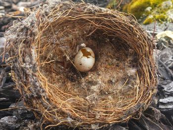 High angle view of birds in nest