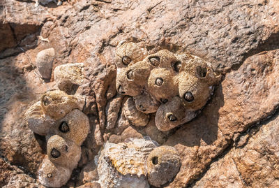 Close-up of lizard on rock