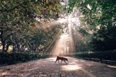 Dog on footpath in forest during sunny day