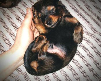 Dog sleeping on bed