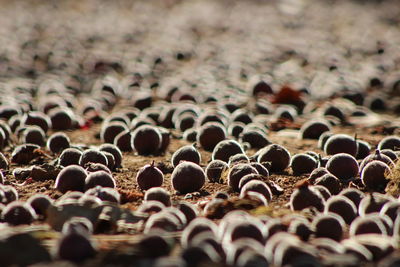 Fallen figs on field