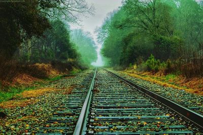 Railroad tracks in forest
