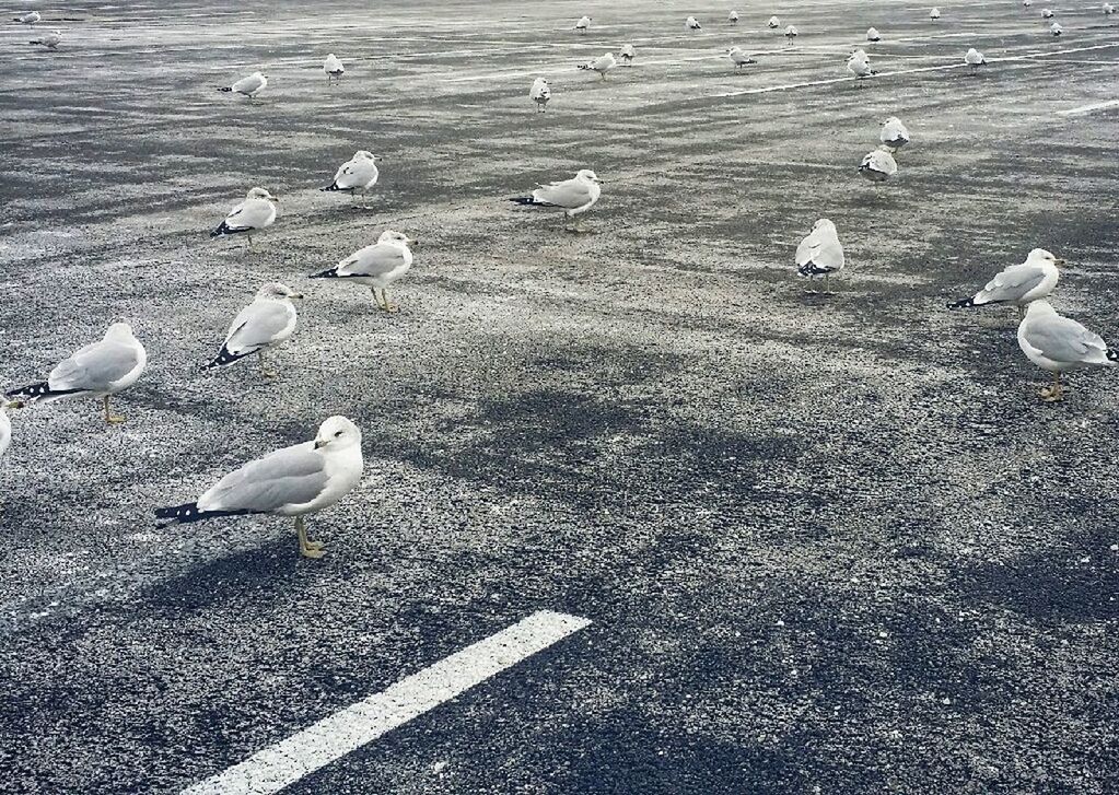 group of animals, bird, animal wildlife, animals in the wild, vertebrate, animal themes, animal, day, seagull, no people, white color, large group of animals, water, nature, high angle view, beach, land, sea bird, outdoors, flock of birds