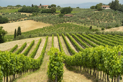 Scenic view of vineyard