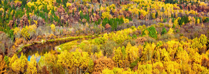 Scenic view of pine trees in forest during autumn