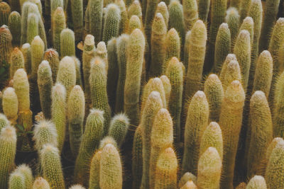 Full frame shot of succulent plants 