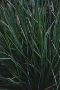 Full frame shot of plant growing on field