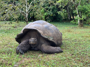 A giant turtle from galapagos walking in a grass floor alone 