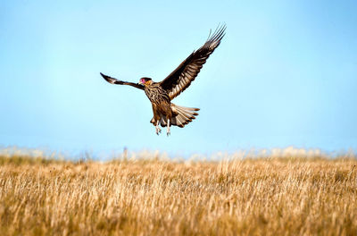 Bird flying over a field
