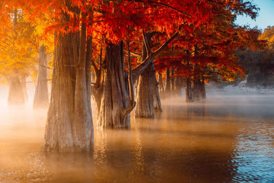 Scenic view of lake in forest during autumn