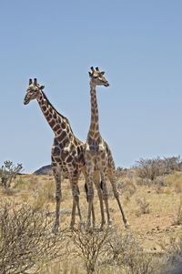 View of giraffe on field against clear sky