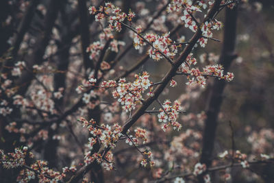 Close-up of cherry blossom tree