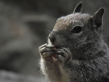 Close-up of rabbit eating outdoors