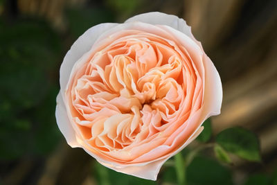 Close-up of rose flower