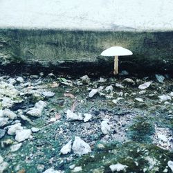 Close-up of mushroom in snow