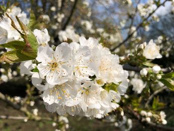 Close-up of white apple blossoms in spring