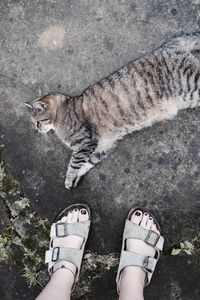 Low section of person with kitten standing on street