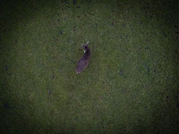 High angle view of bird on grass