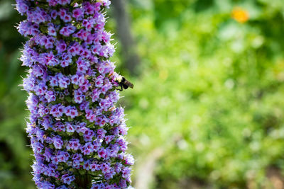 Close-up of purple flowers blooming outdoors