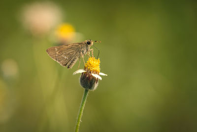 Close-up of butterfly pollinating on flower