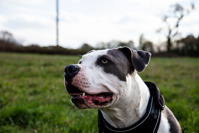 Close-up of dog looking away on field