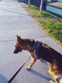 Dog looking away on road in city