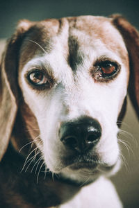 Close-up portrait of dog