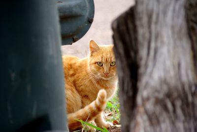 Portrait of kitten sitting outdoors