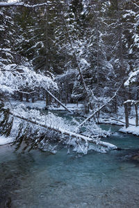 Snow covered trees in forest