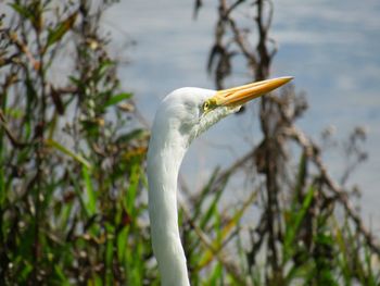 Close-up of heron on water
