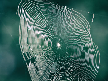 Close-up of spider web