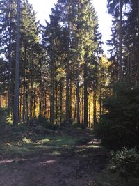 Trees in forest