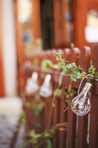 Close-up of potted plant