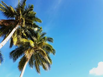 Low angle view of palm tree against clear blue sky