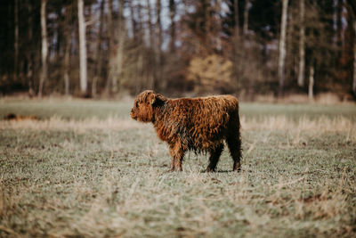 Brown scottish highland calf standing on a field