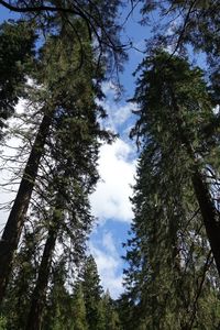 Low angle view of trees against sky