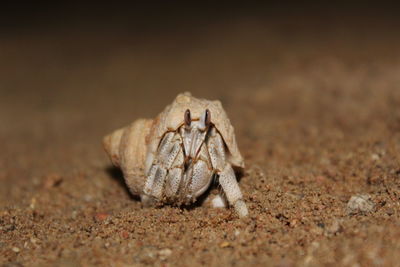 Close-up of crab on sand