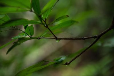 Close-up of wet plant during rainy season