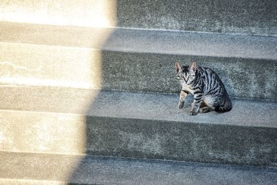 High angle view of cat on floor