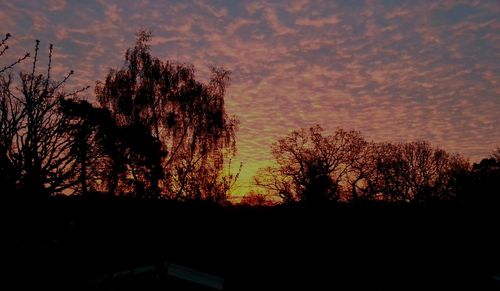 Silhouette of trees at sunset