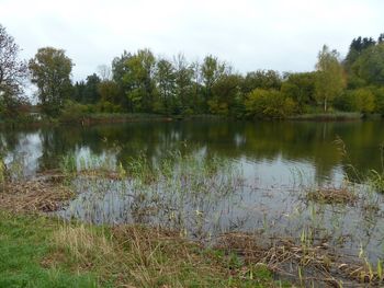 Scenic view of lake in forest