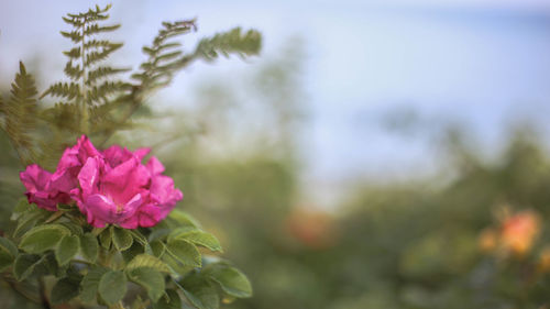 Close-up of pink flowering plant