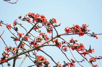 Low angle view of flowering tree against blue sky