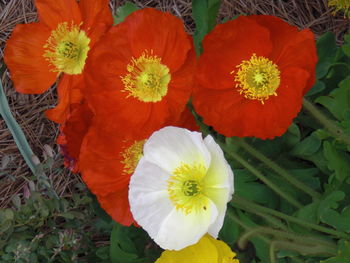 Close-up of red flower