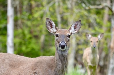 Portrait of deer